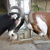 3 Common Goat Behaviors Explained